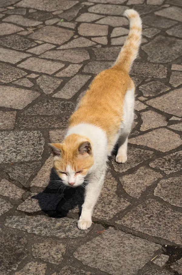 Cat, Enfuku temple (1)